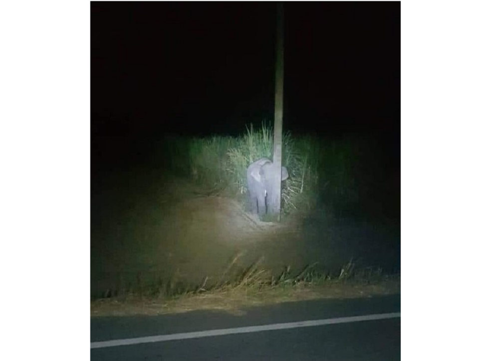 Baby elephant in Thailand goes viral on social media after getting caught eating sugarcane and hiding behind pole