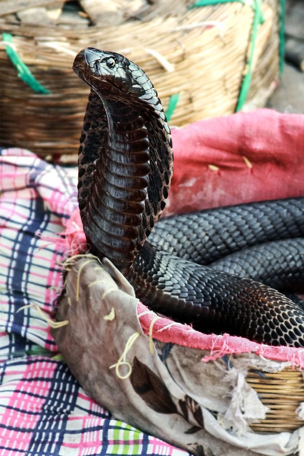 Brit dad blinded by King Cobra bite in India has now 'completely lost use of his legs'