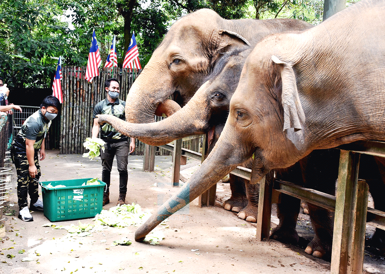 ‘Adopt an animal’ receives encouraging response despite MCO/CMCO – Zoo Negara