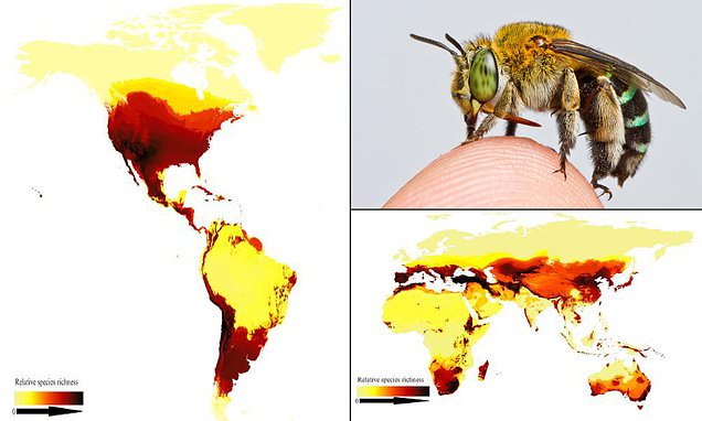 Bees map shows global distribution and can help conservation efforts