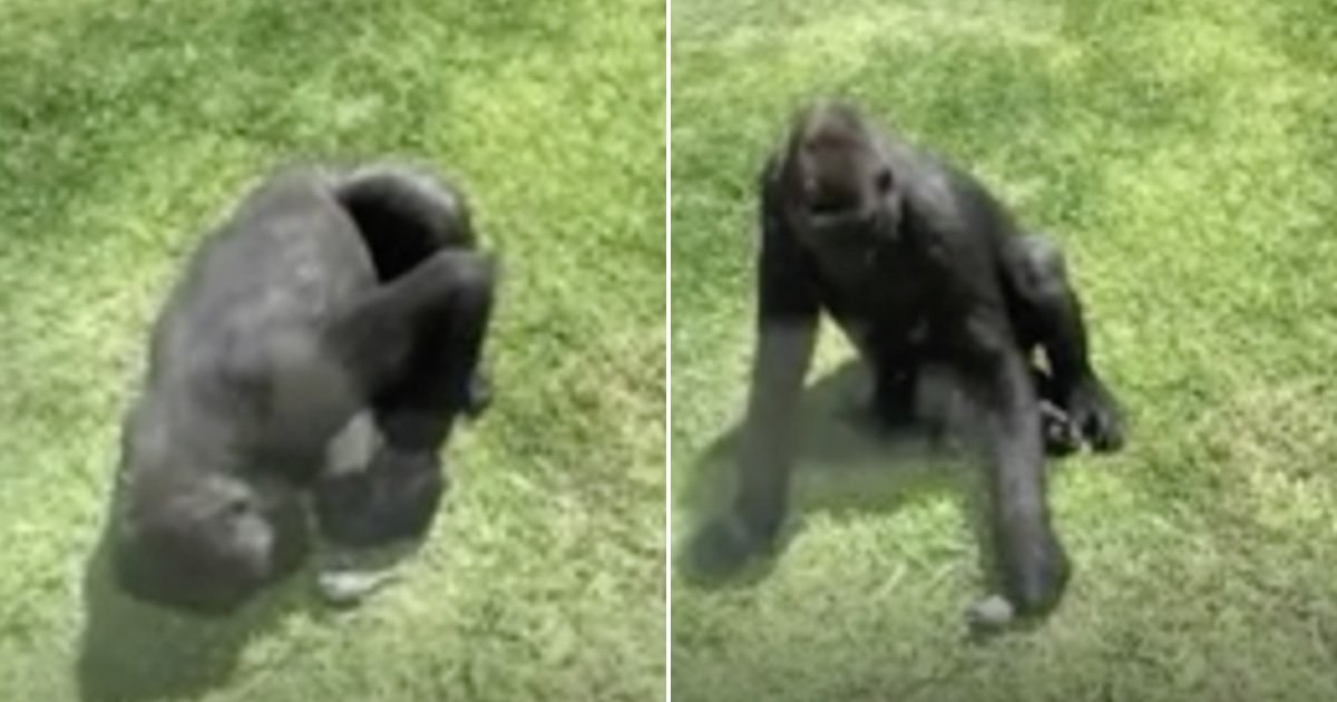 Huge gorilla tries to help injured bird fly again in touching video