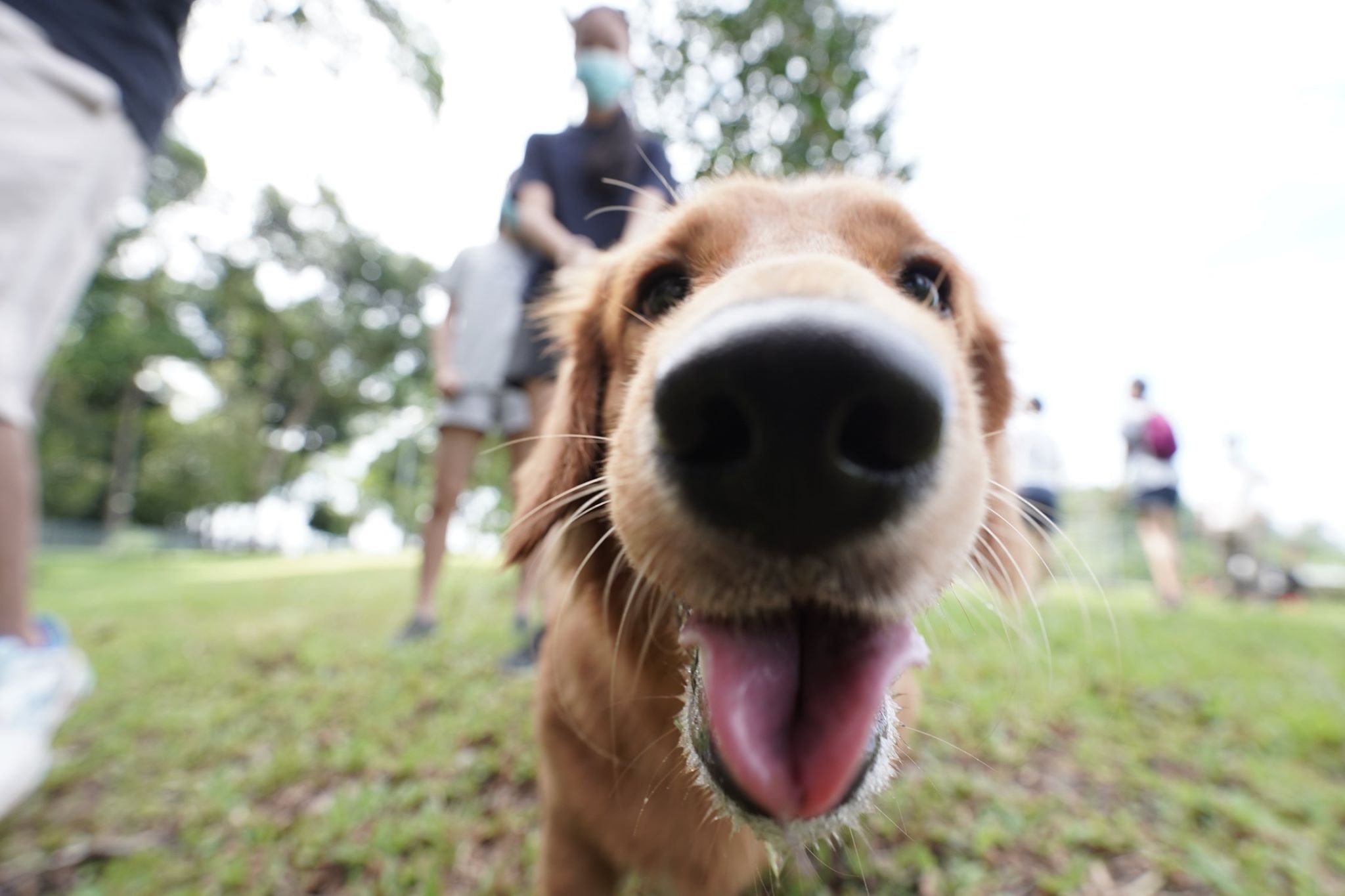 Dog run opens at east coast park, new safe space for canines to exercise & make friends