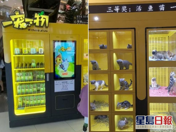 内地商场惊现宠物抽奖机 猫咪关困狭小玻璃柜