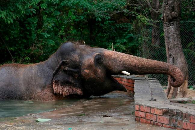 Pakistan’s lonely elephant’s farewell