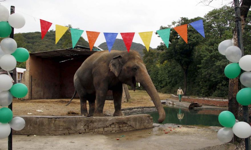 Pakistan's lonely elephant Kaavan packs trunk for Cambodia