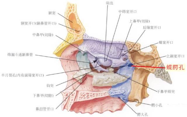 一文搞懂复杂解剖：翼腭窝