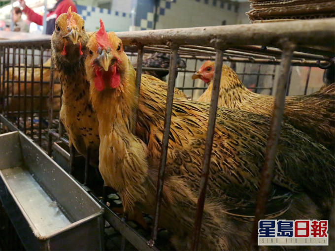 欧洲三国地区爆H5N8禽流感 港暂停进口当地禽产品