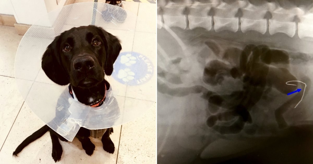 Puppy almost dies after swallowing three Covid face masks