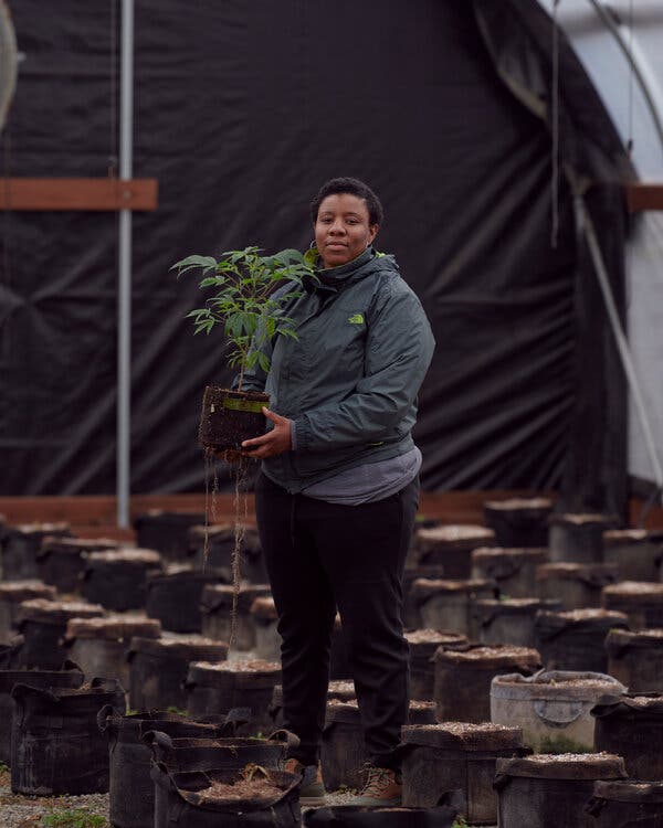 Can Cannabis Farms Weather Wildfire Season?