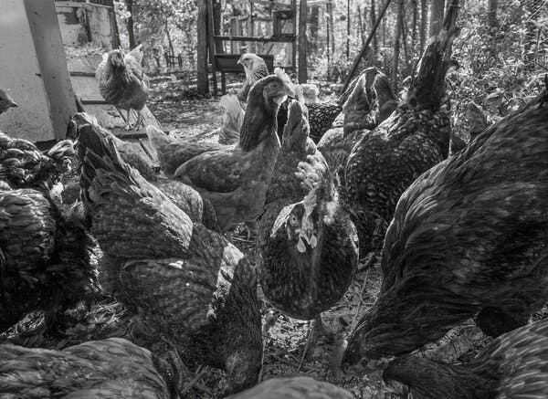 How Caring for Backyard Chickens Stretched My Emotional Muscles