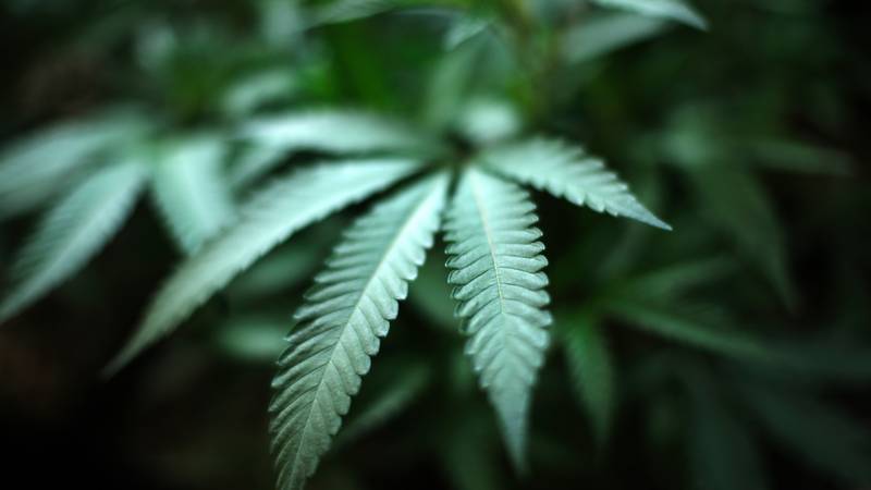 US House Of Representatives Votes To Decriminalise Cannabis
