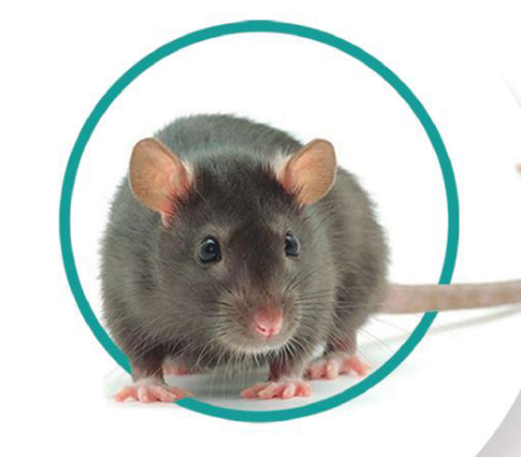 Argentina hantavirus outbreak linked to 'super-spreader' events: Researchers