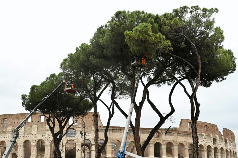 Insect invaders threaten Rome's iconic pines
