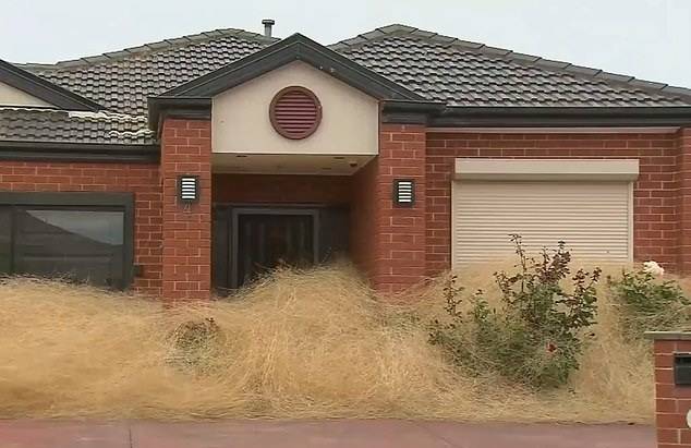 澳大利亚墨尔本一住宅区遭风滚草入侵 数十居民被困家中