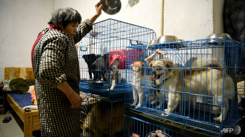 China animal rescuer shares home with 1,300 dogs