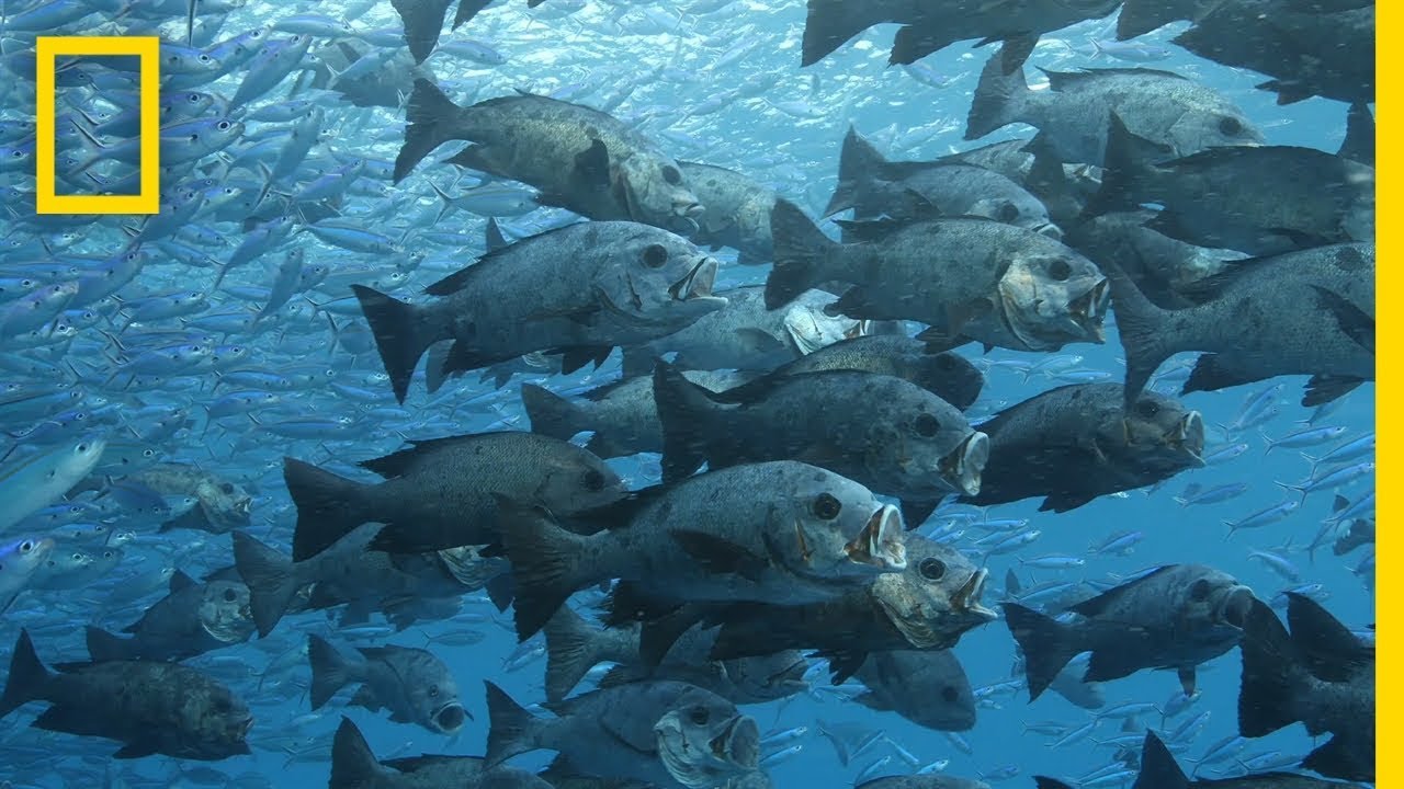 Protecting the Ocean Benefits Both People and Nature | Pristine Seas