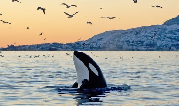 Killer whale discovery: Humans inadvertently killing orcas - study