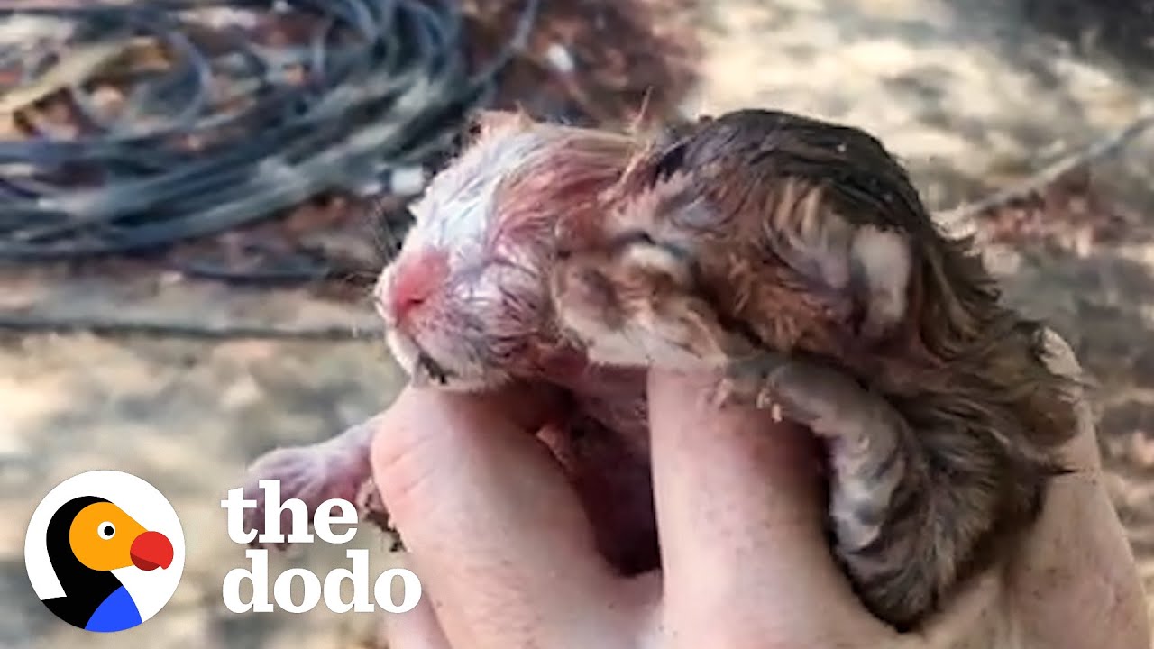A Foster Mom Mimics Cat Mom To Help These Abandoned Kittens Survive | The Dodo Little But Fierce