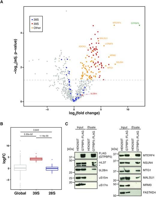 Solving the puzzle pieces of the mitochondrial ribosome assembly