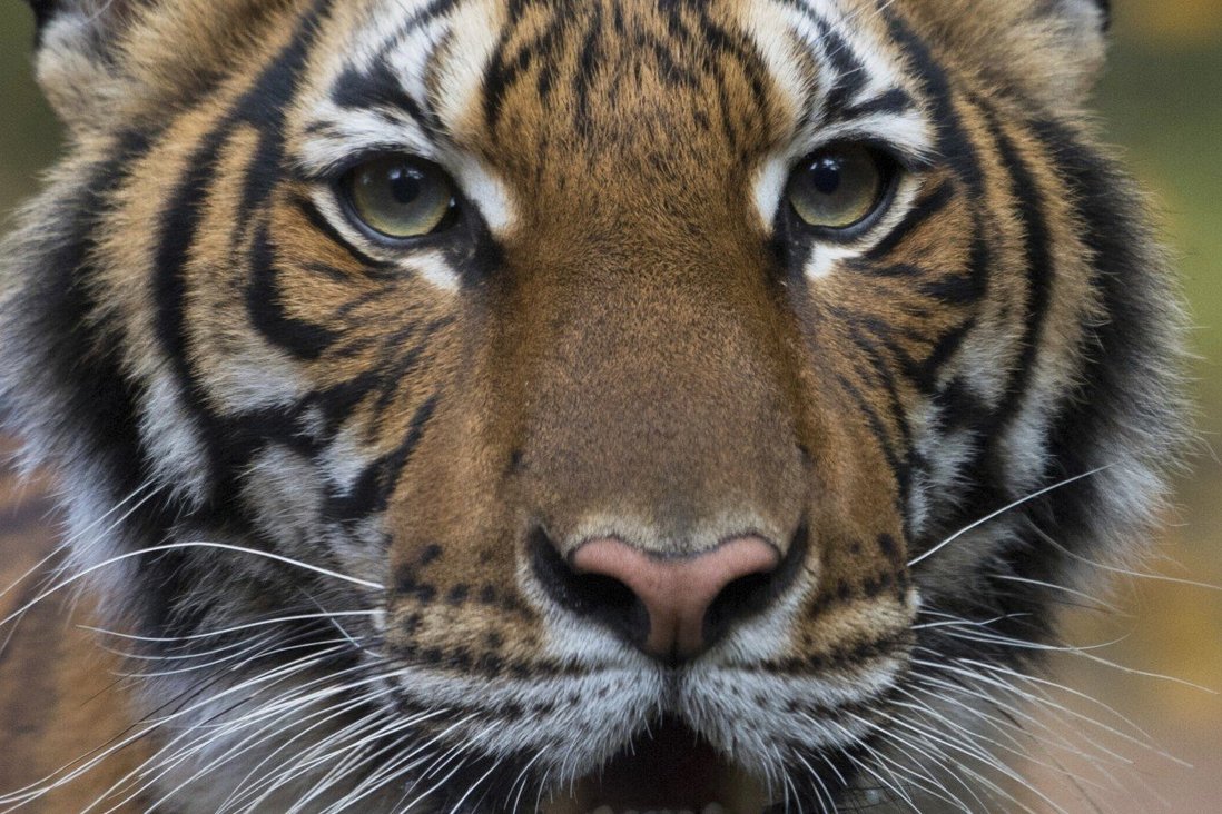 Four lions at Spanish zoo test positive for coronavirus