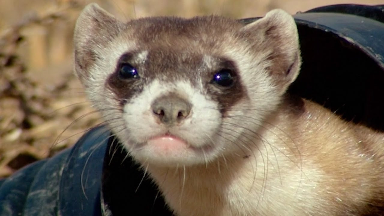 Baby Ferret Training School | Nature's Miracle Babies | BBC Earth