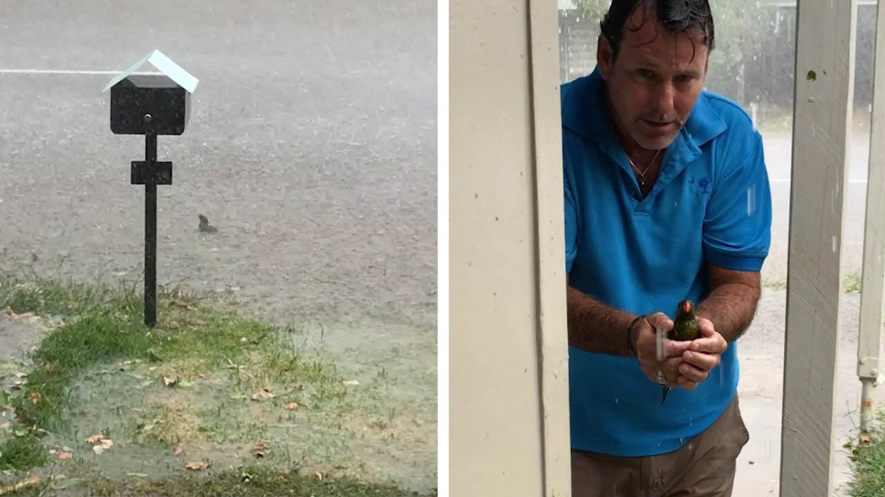 Heroic Man Saves Shivering Bird From Hail Storm