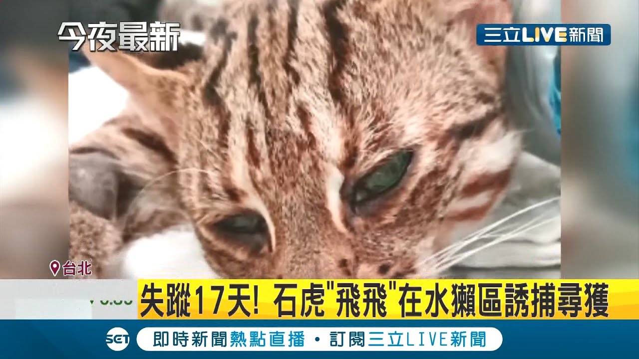 石虎"飞飞"回家了！台北市立动物园石虎失踪17天 水獭宿舍旁诱捕寻获 目前移至检疫舍健康检查│记者 邱筱茜 黄昕晟│【萌宠54来当家】20201210│三立新闻台