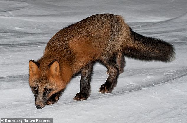 Mayor shoots chicken breeder dead after she asked for his help dealing with a fox and he mistook her for the animal while hunting it