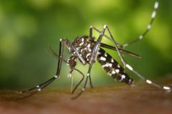 Dengue cases increase in Melaka, 'Romeo' mosquitoes bring down cases in Kota Laksamana