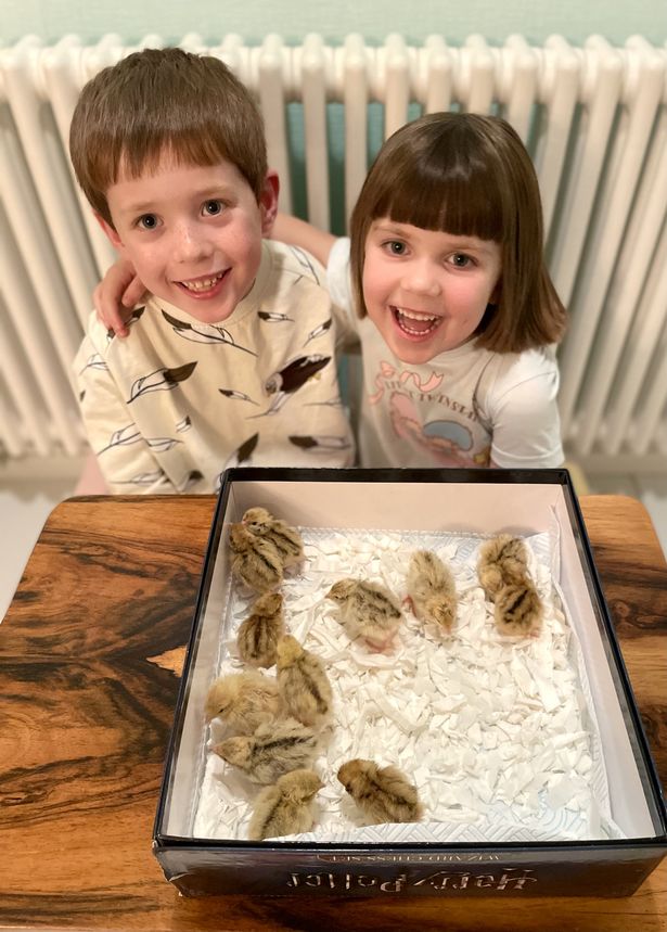 Brother and sister hatch 12 chicks from box of Marks and Spencer quail eggs
