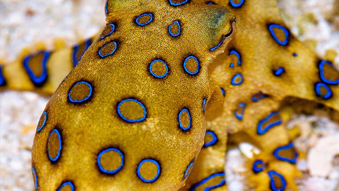A blue-ringed octopus bite is rare but potentially deadly. Here's what you need to know