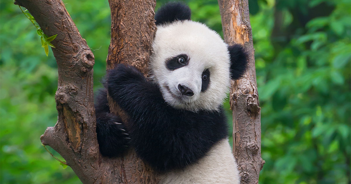 How I’m Finding Pandemic Solace In A Panda Cub