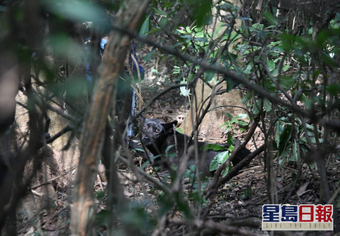 唐狗及行山女同日被捕兽器夹伤 爱协遣责违法行为