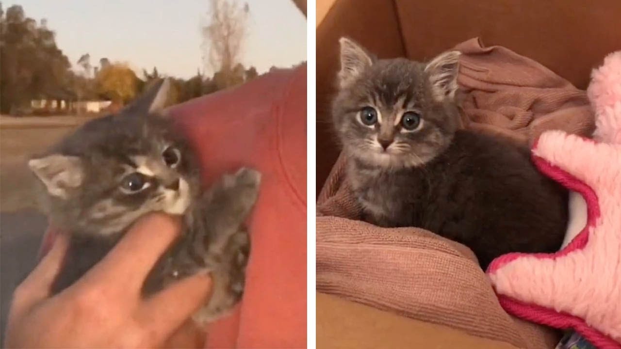 Kind-Hearted Man Rescues Tiny Kitten From Street