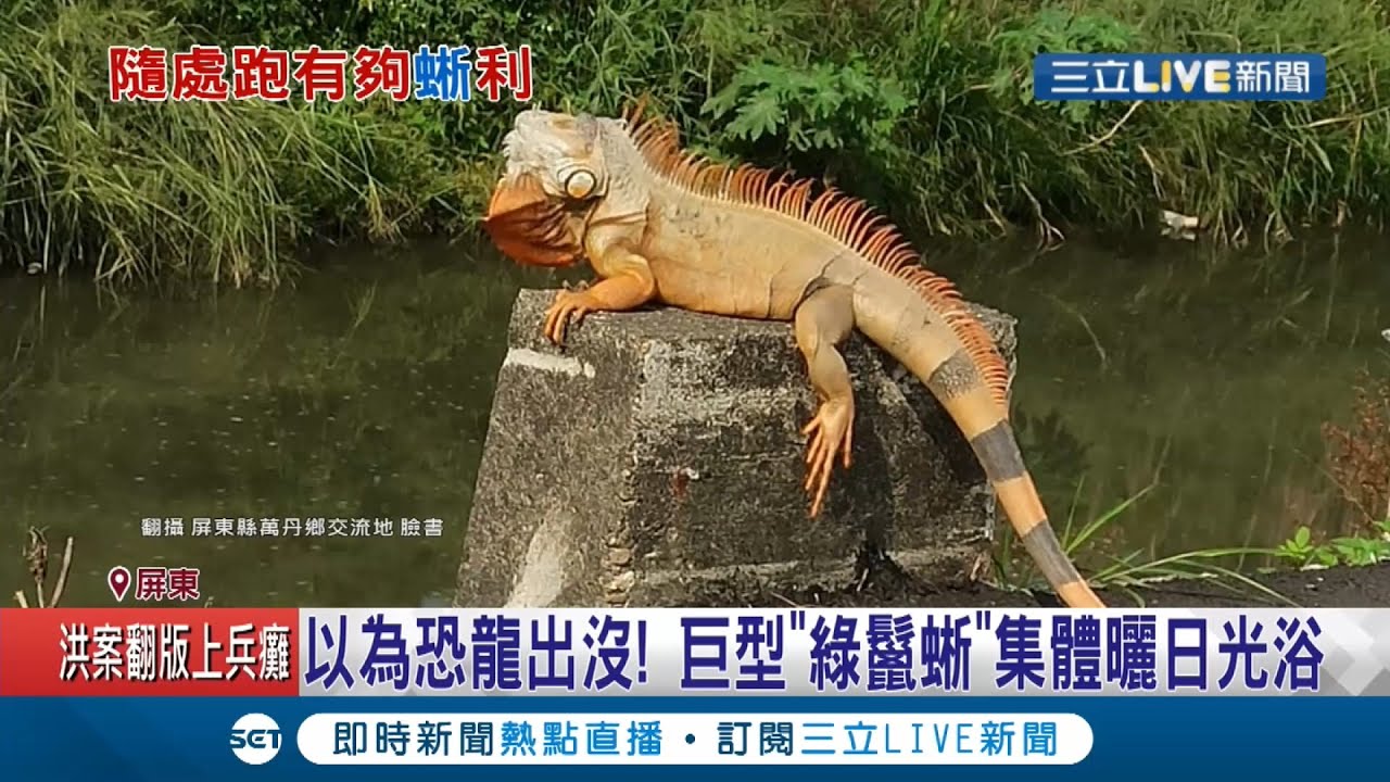 屏东万丹民众惊见"巨型绿鬣蜥"晒日光浴 弃养问题严重绿鬣蜥乡间乱窜｜记者 朱俊杰 黄佳萍｜【萌宠54来当家】20201215｜三立新闻台
