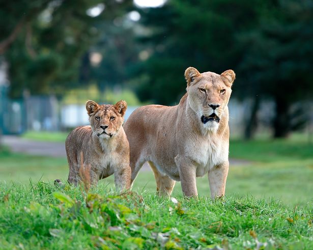 Families watch in horror as lions maul escaped monkey to death on safari park visit