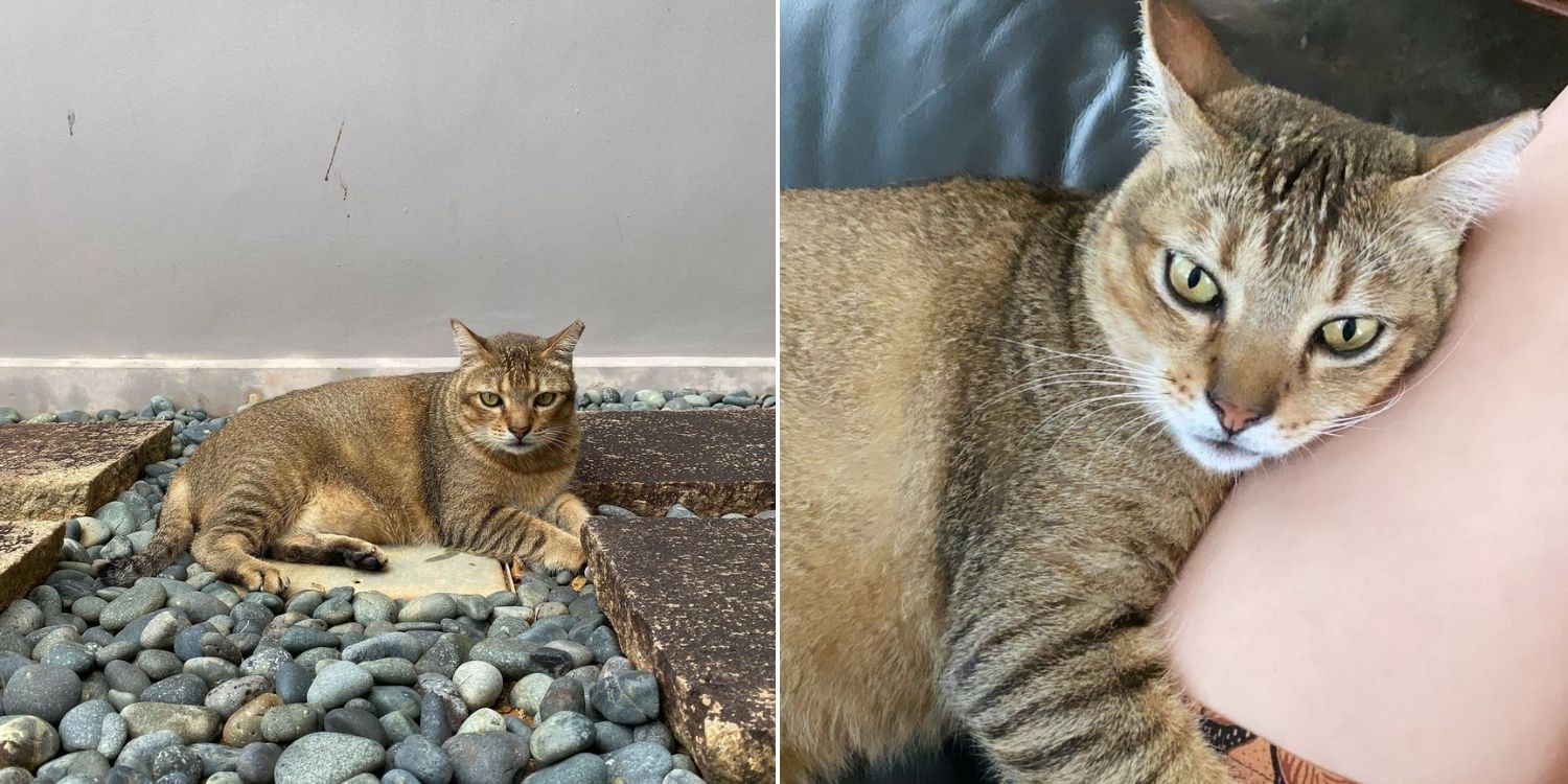 Cat missing in east coast since 3 dec, owner offers $3,000 to anyone WHO can find him