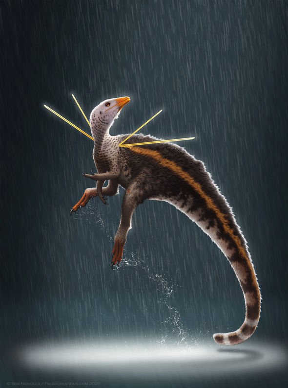 Dinosaur fossil: Unusual ancient bird 'danced' to show off distinctive look to females