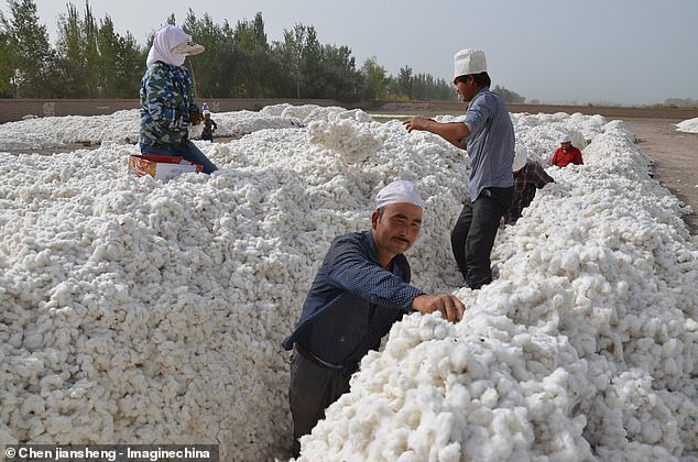 More than half a million of Uighurs are forced to hand-pick cotton under 'coercive labour scheme' in China's Xinjiang, report claims
