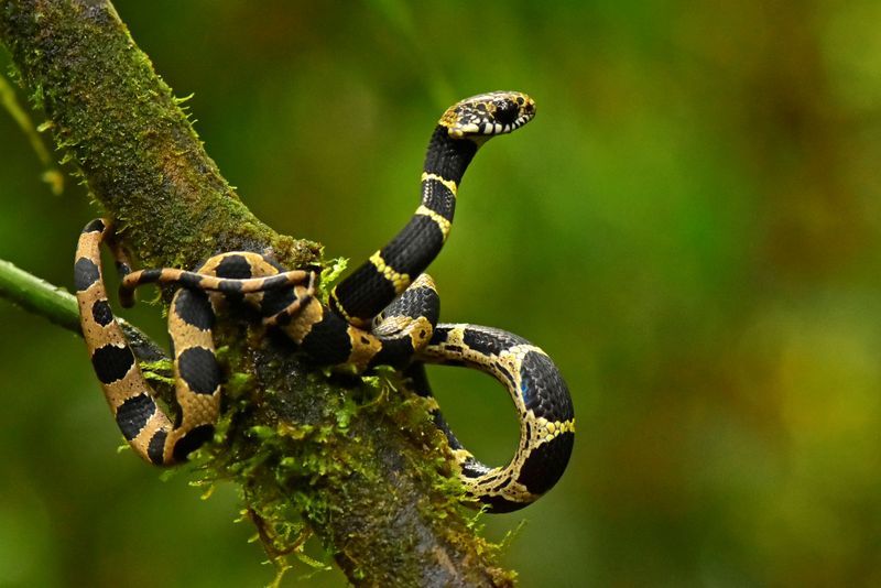 New and rediscovered species found in pristine Andes of Bolivia