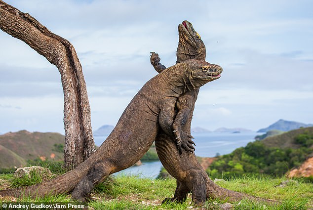 Komodo dragon seriously wounds worker at 'Jurassic Park' resort being built in Indonesia, tearing 'several parts of his body'