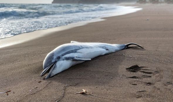 EU's apathy is killing dolphins as they drown in fishing nets, campaigners say