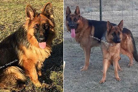 Boy, 14, killed by 'aggressive' German Shepherd six months after family bought dog