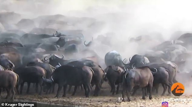 Stampeding water buffaloes trample a lioness to death before tossing her around after she became separated from her pride in South Africa