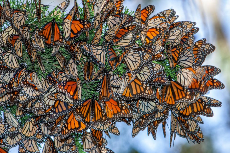 Scientists need your help spotting monarch butterflies this winter