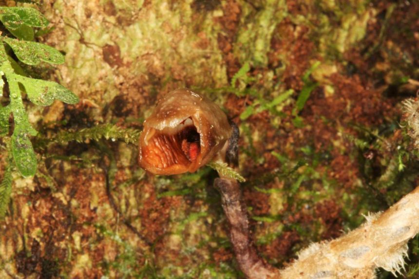 'World's ugliest orchid' among new species named in 2020