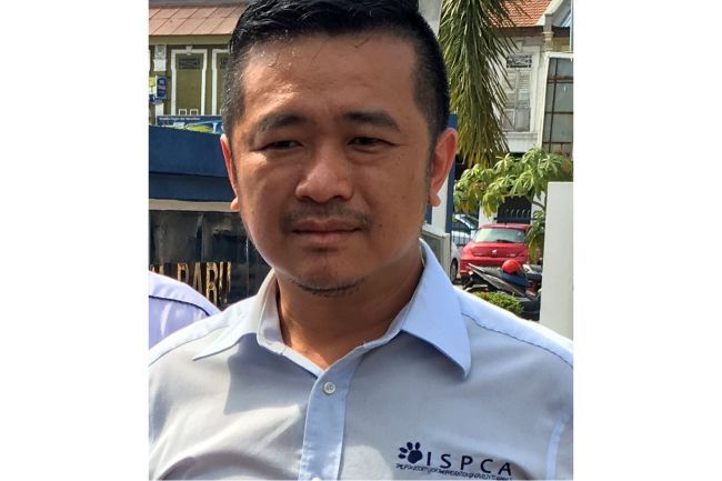 Six stray dogs poisoned to death in Ipoh in the last two days