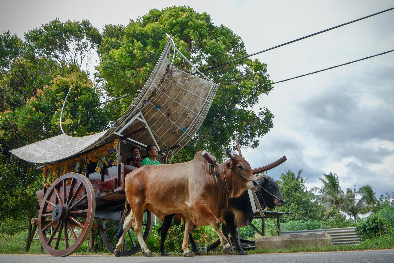 Melaka’s iconic bullock carts fast becoming extinct