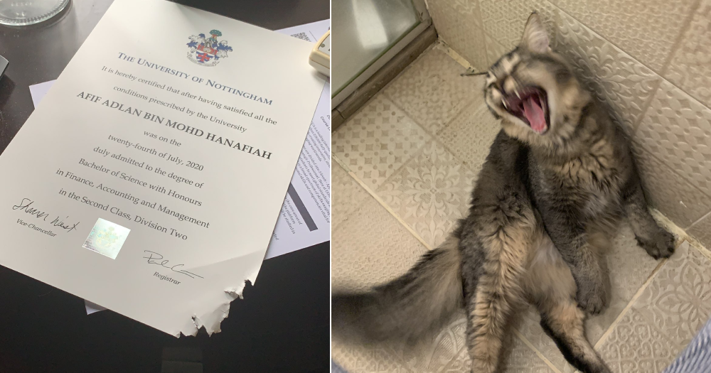 Cat in M'sia eats owner's degree which look like a bunch of 'useless' papers