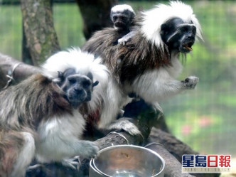 疫情下的动植物公园 濒危动物棉顶狨猴诞新生命
